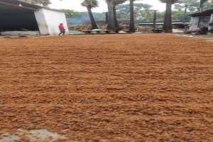 Palm Candy from India
